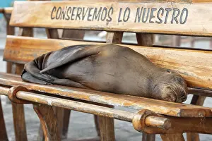 Sea lions (Zalophus wollebaeki)