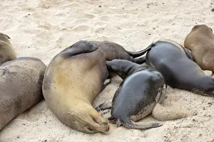 Sea lions (Zalophus wollebaeki)