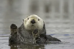 Sea Otter (Enhydra lutris), adult