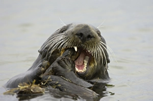Sea Otter (Enhydra lutris), adult