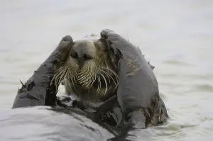 Sea Otter (Enhydra lutris), adult