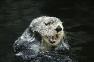 Funny Animal Prints: Sea otter (enhydra lutris), adult care, California, USA, North America