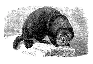 Sea otter (Enhydra lutris), calan or sea otter