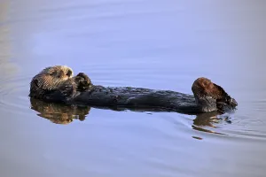 Sea Otter (Enhydra lutris), female