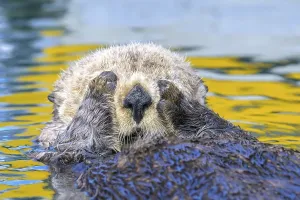 A sea otter (Enhydra lutris) holds its paws to its face in water with yellow reflections