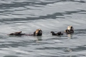 Sea otter (Enhydra lutris), Kenai National Park