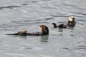 Sea otter (Enhydra lutris), Kenai National Park