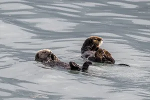 Sea otter (Enhydra lutris), Kenai National Park