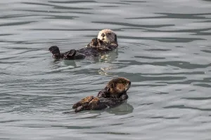 Sea otter (Enhydra lutris), Kenai National Park