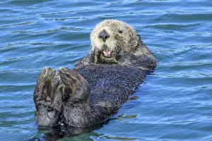A sea otter (Enhydra lutris) lying relaxed on its back in the blue water