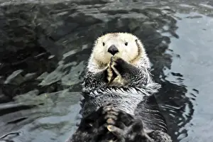 Sea Otter (Enhydra lutris), Oceanario