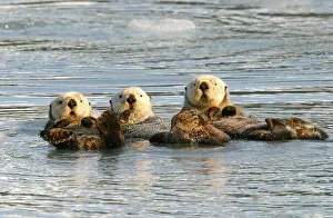 Sea otter (Enhydra lutris), Otter
