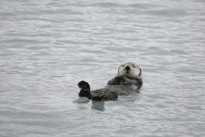 Sea Otter Enhydra lutris Prince Williams Sound Alaska USA