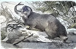 Sea otter, Enhydris marina, Historic