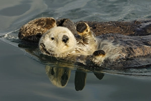 Sea otters (Enhydra lutris)