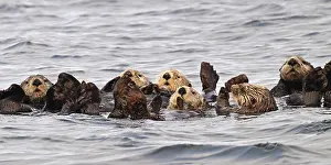 Several sea otters (Enhydra lutris) swimming on their backs in the Pacific Ocean