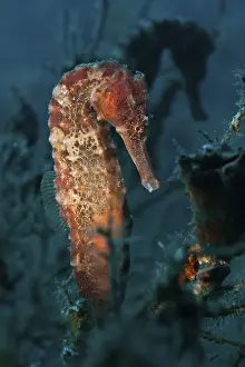 Sea Pony (Hippocampus fuscus), Gulf of Oman
