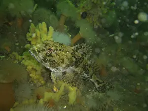 Sea scorpion (Myoxocephalus scorpius)