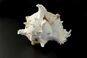 Sea shell over black background