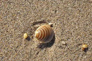 Sea shell on the sandy beach