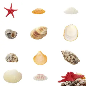 Sea shells isolated on white background