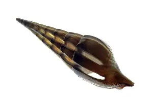 Sea snail
