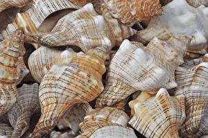 Sea snails, sea snail, snail shell