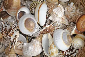 Sea snails, sea snails, snails