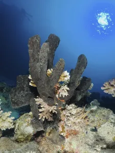 Sea sponge Erect finger sponge (Hyrtios erectos)