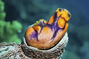 Sea Squirt (Polycarpa aurata) growing into the madrepore