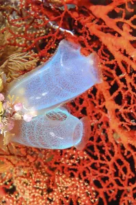 Sea squirts (Rhopalaea), Pacific