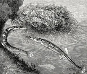 Sea stickleback, Spinachia spinachia