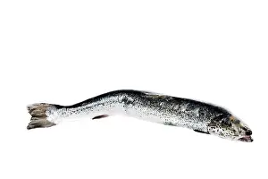Sea trout isolated on white background