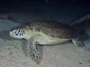 Category Coral Reefs DE Prints: Sea turtle, hawksbill turtle (Eretmochelys imbricata imbricata)