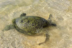 Sea turtle, Loggerhead turtle (Caretta caretta) swam to the shore in shallow water to lay eggs on a sandy beach