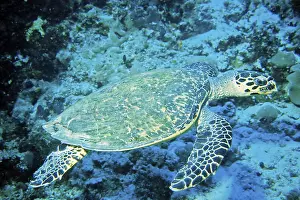 Sea turtle, Maldives