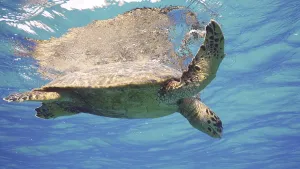 Sea Turtle resting on surface of water and looking down