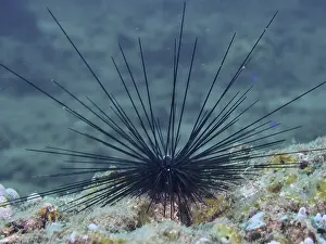 A sea urchin with long black spines
