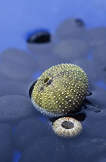 Sea urchin skeleton, sea urchin