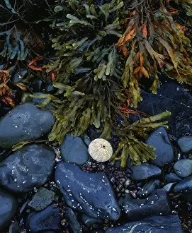 Sea urchin skeleton and seaweed