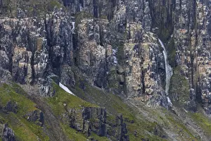Seabird breeding colony in basalt cliff Alkefjellet