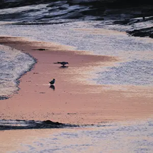 Seabirds in the mudflats in Tumlau Bay