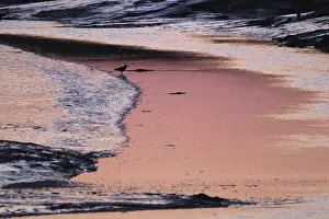 Seabirds in the mudflats in Tumlau Bay