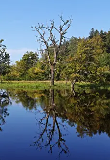 Seachtnmoor, moor, dead trees are reflected in the swamp