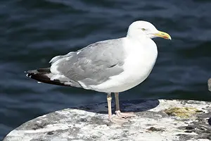 Seagull