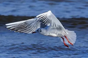 Category Wildlife DE Prints: Seagull in the air with wings spread over the blue sea