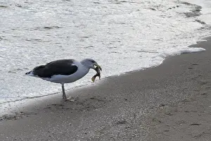 Seagull on a beach with a fish in its beak