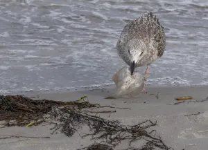 Seagull on the beach with plaice