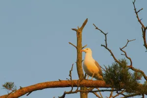 Seagull big white on a branch. colony of birds