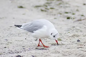 Seagull bird on sea beach in autumn